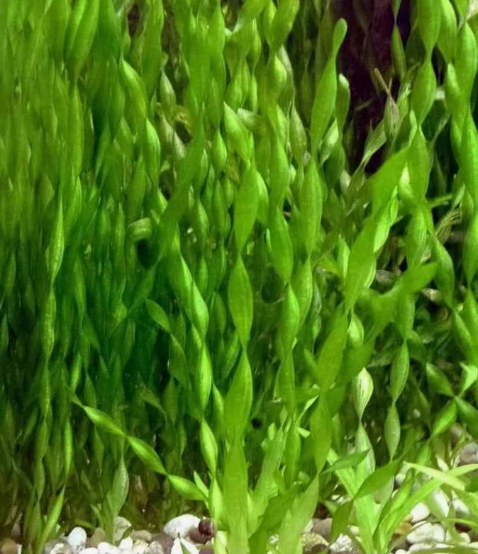 Валлиснерия спиральная
